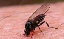Warning over rapid spread of black fly in Spain