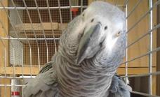 Willy, the parrot stolen from Alhaurín, has been found and returned to his owners