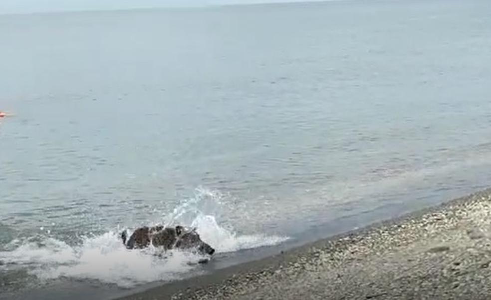 Watch as a wild boar startles bathers and goes for a swim on a Costa del Sol beach