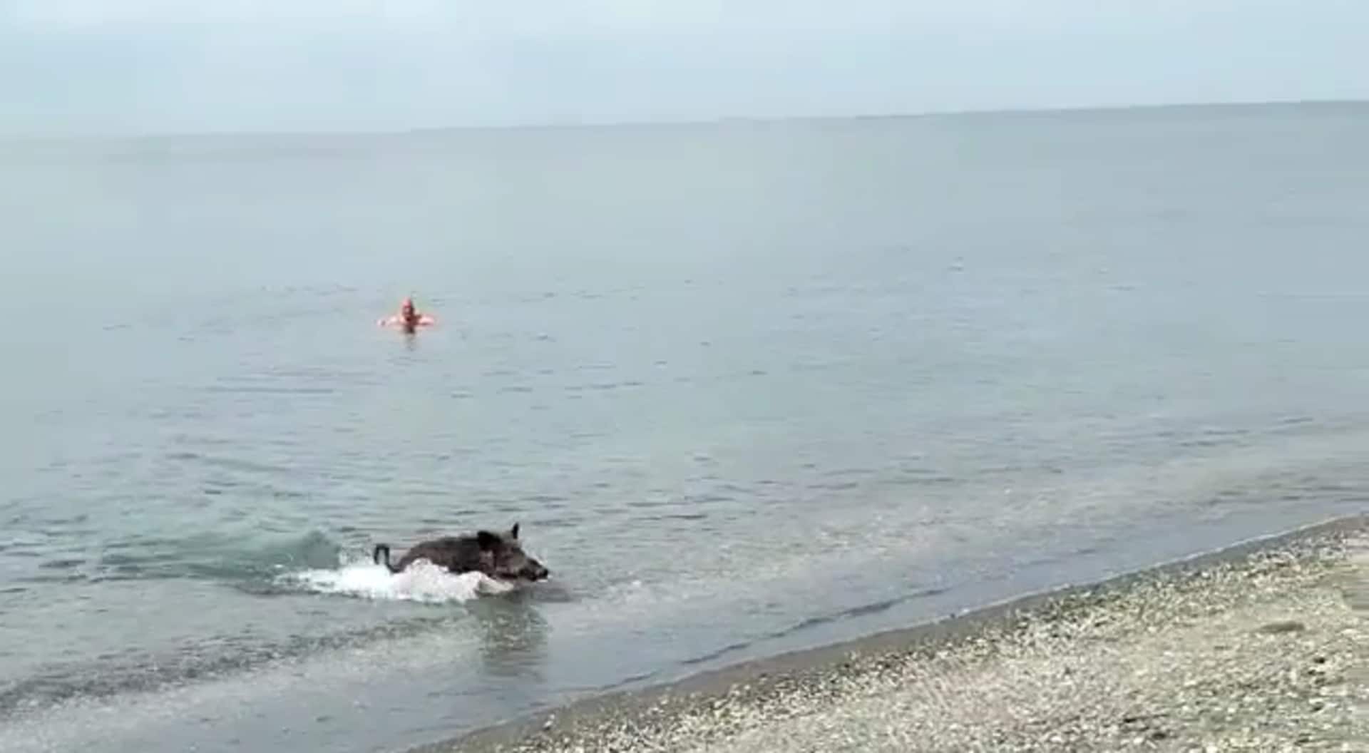 Watch as a wild boar startles bathers and goes for a swim on a Costa del Sol beach