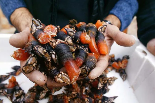 The shellfish that costs lives