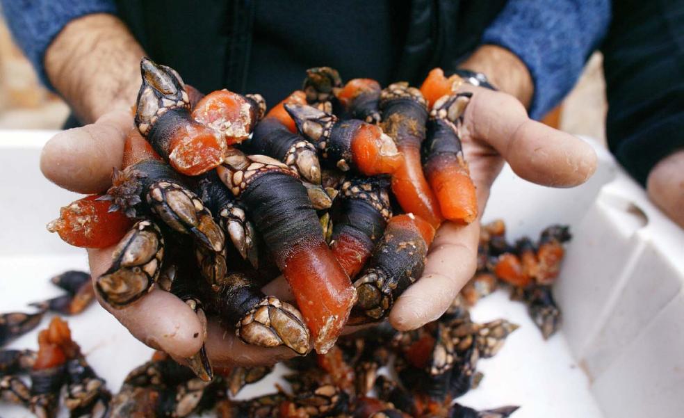 The shellfish that costs lives
