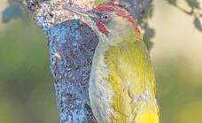 Iberian green woodpecker