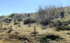 Councils in Malaga province encouraged to hand over unused land for reforestation projects