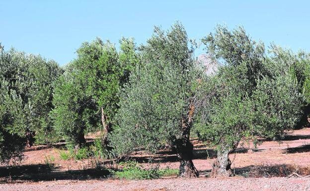 Olive trees near Lovers' Rock in Antequera. 
