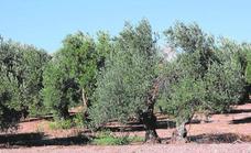 Malaga’s olive harvest is expected to be down 25 per cent due to the lack of water