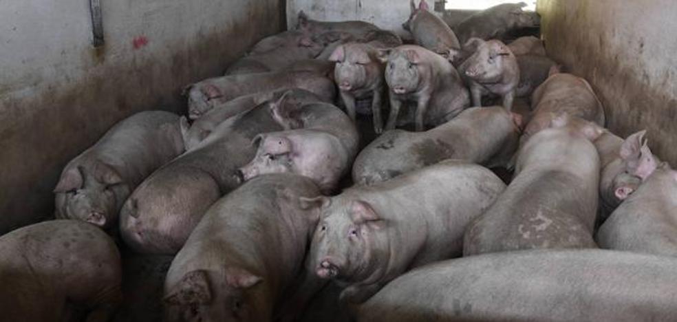 Todos los mataderos de España disponen de cámaras para garantizar el correcto trato de los animales