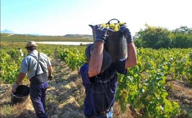 Vine harvesting by farm labourers. 