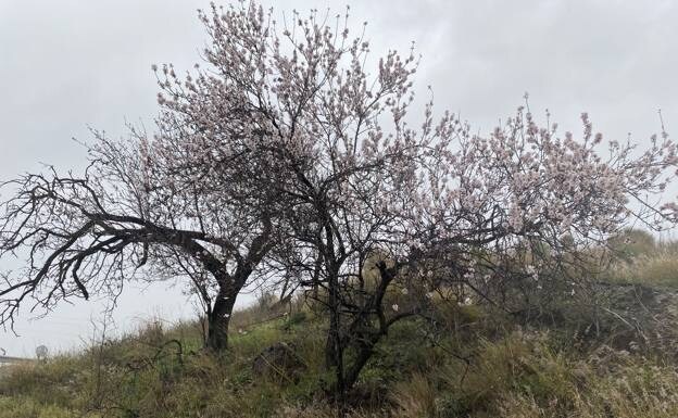 Almond blossom in the Axarquía. 
