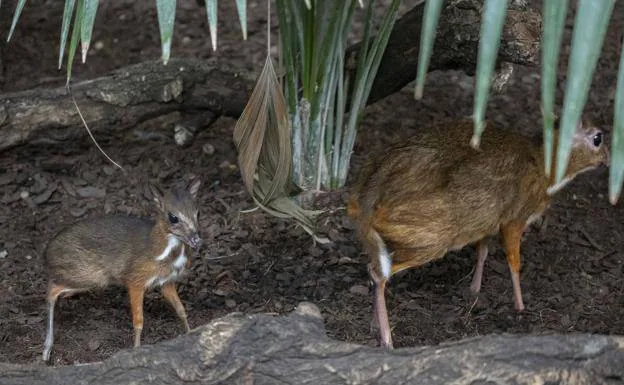 The baby mouse-deer weighed about 200 grammes at birth. 