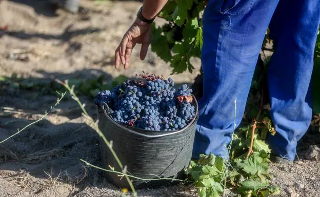 A man picks grapes during the harvesting season. 