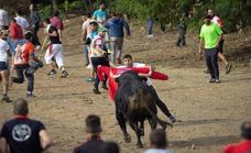 Toro de la Vega event can go ahead as long as the bull is not injured, a Spanish court decides