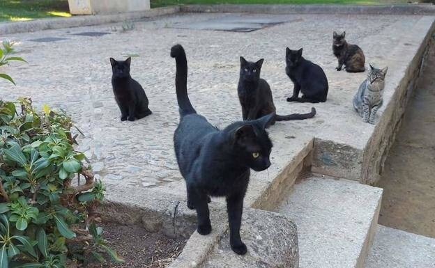 Some of the stray cats in Ronda. 