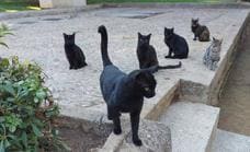 Animal welfare groups clash with Ronda council over stray cat situation