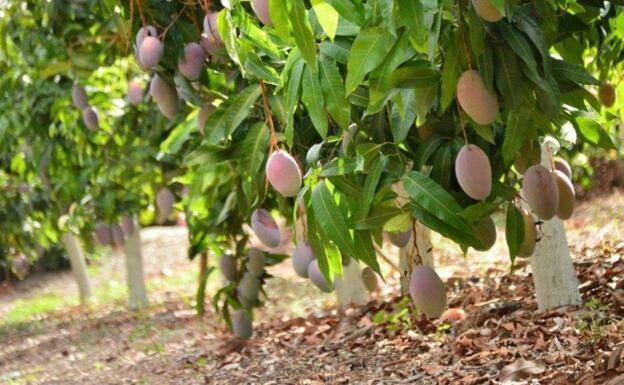 The mango season in in full swing in the Axarquía /SUR