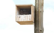 Bird boxes installed to combat decline of native birds in Vélez-Málaga