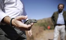 More chameleons released into the wild in Malaga to help preserve the species