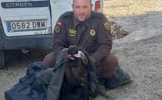 Disorientated black vulture with a 2.5-metre wingspan rescued in Frigiliana