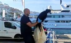 Young black vulture is rescued by paddle boarder in Puerto Banús