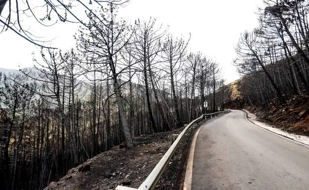 One of the roads affected by the Sierra Bermeja fire. /E.P.