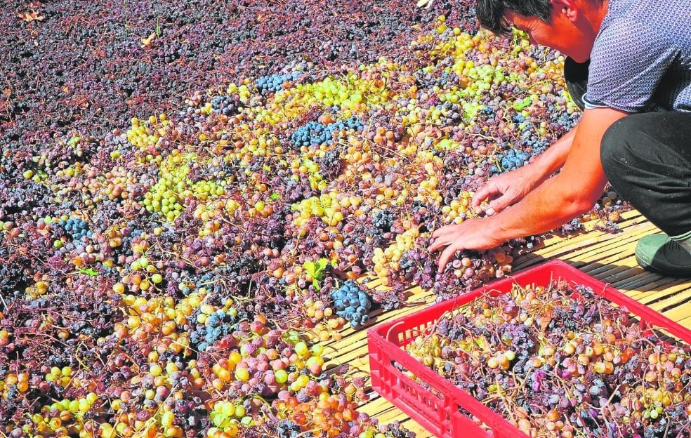The moscatel raisins of Malaga are produced by drying the grapes in the sun for approximately one month. / SUR