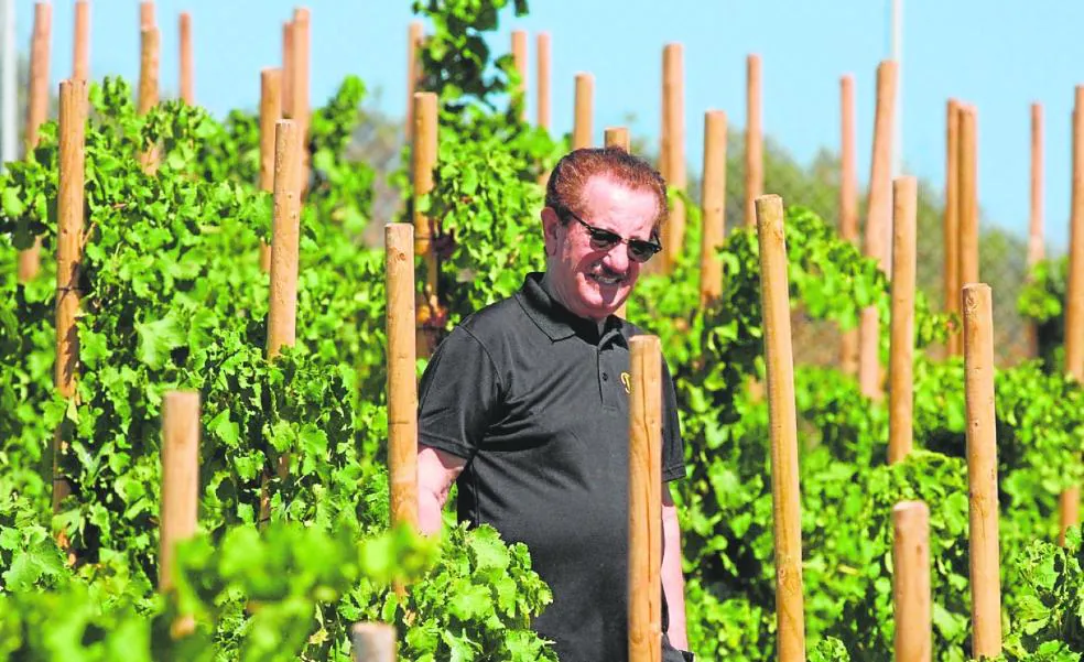 Italian grape Vermentino takes root in a Manilva vineyard