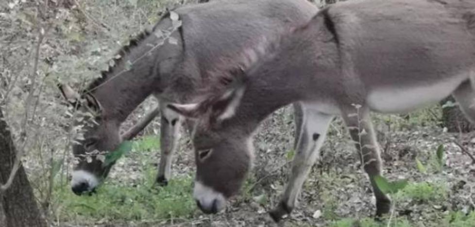 Andalucía |  Los burros de Tonana son una parte importante del equipo de prevención de incendios forestales del Parque Nacional de España