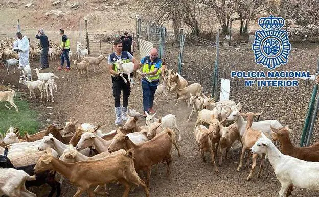 Some of the animals have been recovered and returned to their owner. /policia nacional