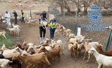 Four people including a vet arrested for the theft of 400 goats and sheep