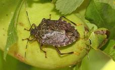 Look out, look out - brown stink bugs are about!