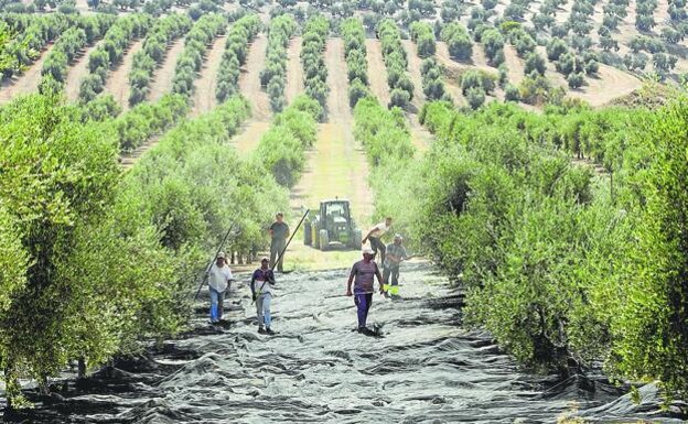 The sector predicts a disastrous year for the olive harvest. /SUR