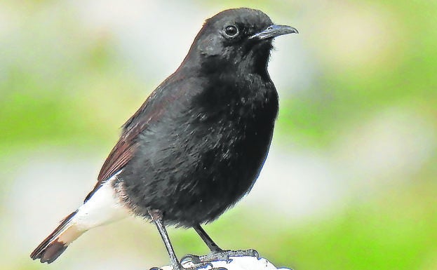 Black Wheatear