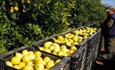 Malaga province's citrus fruit harvest badly affected by the drought