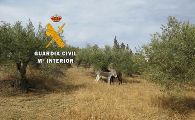 A dozen potentially dangerous dogs left running loose in Coín are seized by police