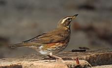 Redwing are arriving for winter
