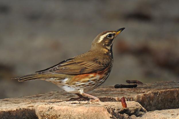 Redwing are arriving for winter