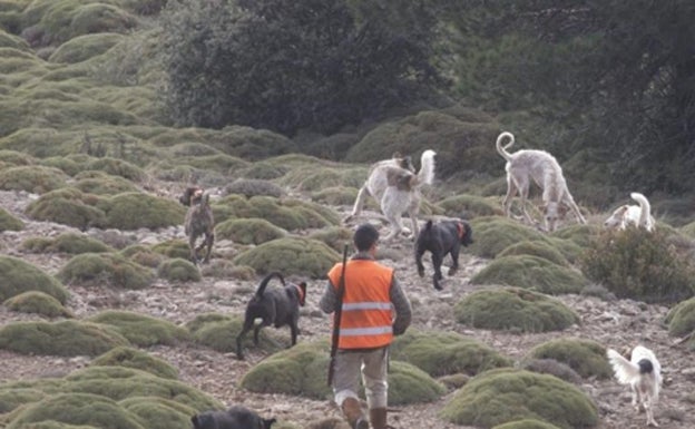 Spain's new animal welfare law up in the air due to political differences