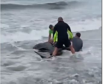 Several people waded into the sea to try and save the pilot whale/SUR
