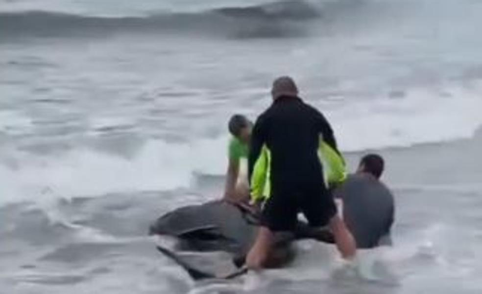 Stranded pilot whale appears on a beach in Estepona