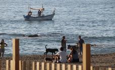 Fuengirola judged top dog as Spain's pet-friendly destination 2022