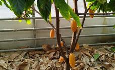Scientists in south of Spain produce Europe’s first ever cocoa crop