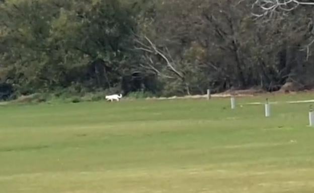 Big cat search continues in Andalucía after video goes viral