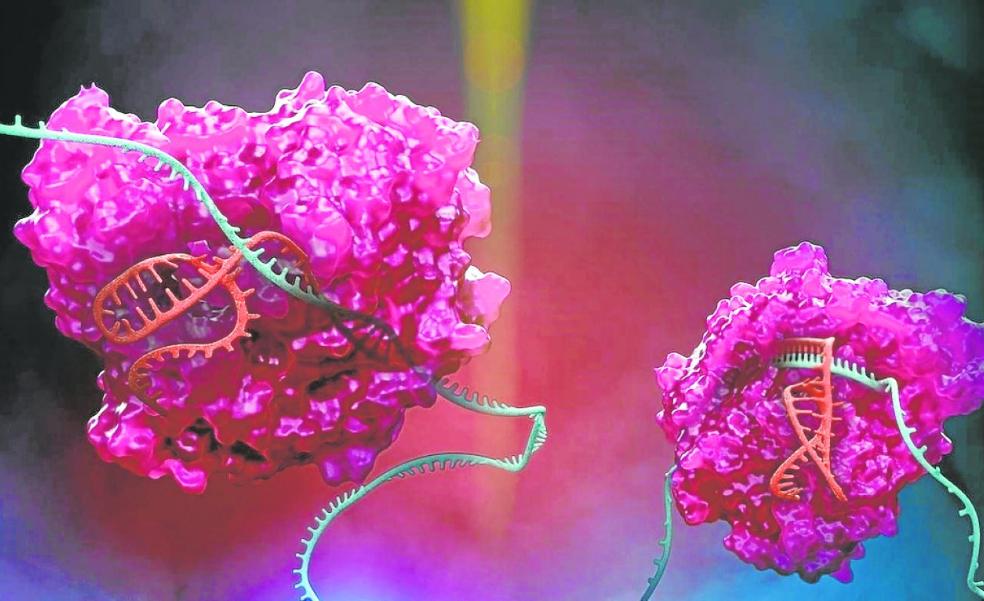The bacteria that lives forever