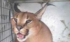 Potentially dangerous species of cat captured in Marbella garden