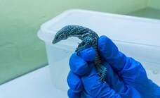 Three baby blue monitor lizards successfully hatched at Bioparc Fuengirola