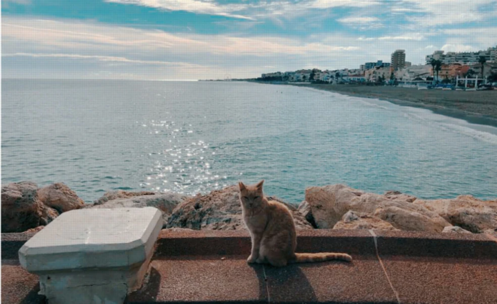 Caring for the street cats in Torremolinos