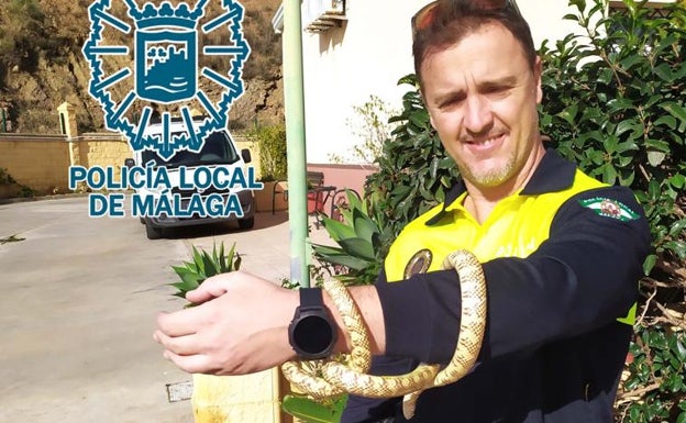Second pet snake found in same Malaga area within a week