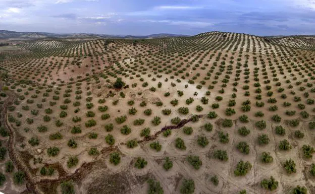 Olive grove in Escañuela, Jaén./EFE
