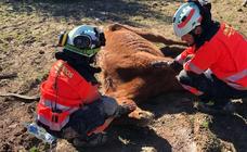 In pictures: firefighters rescue horse trapped in ditch on a farm near Ronda
