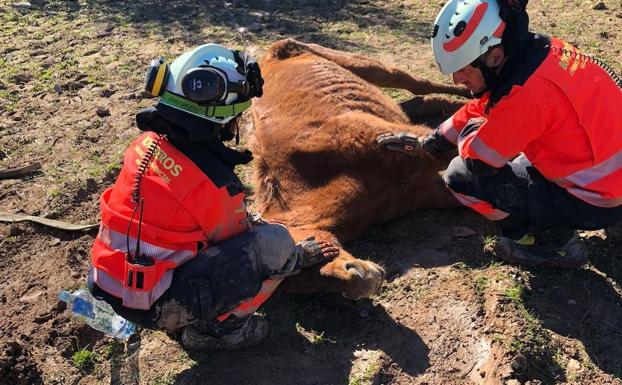 In pictures: firefighters rescue horse trapped in ditch on a farm near Ronda